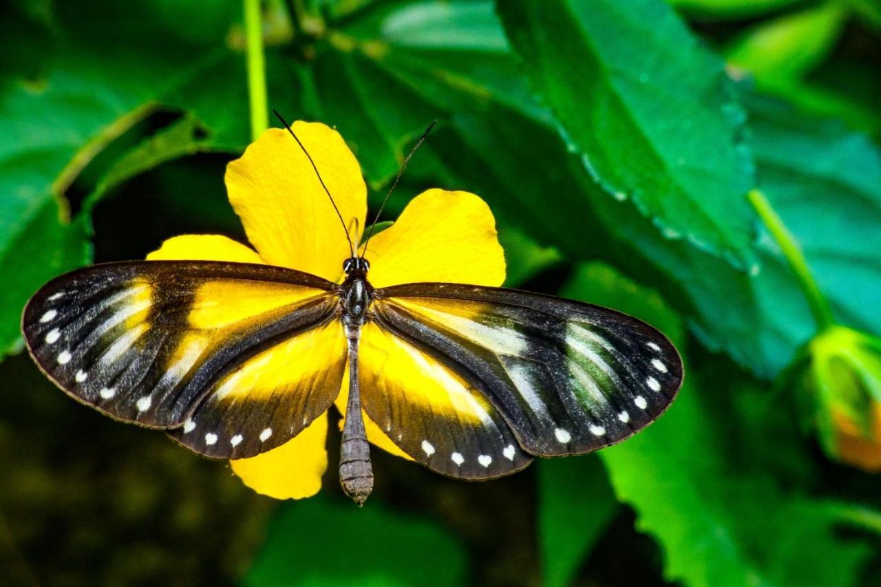 Rumi Wilco Ecolodge&Nature Reserve Vilcabamba Exterior foto