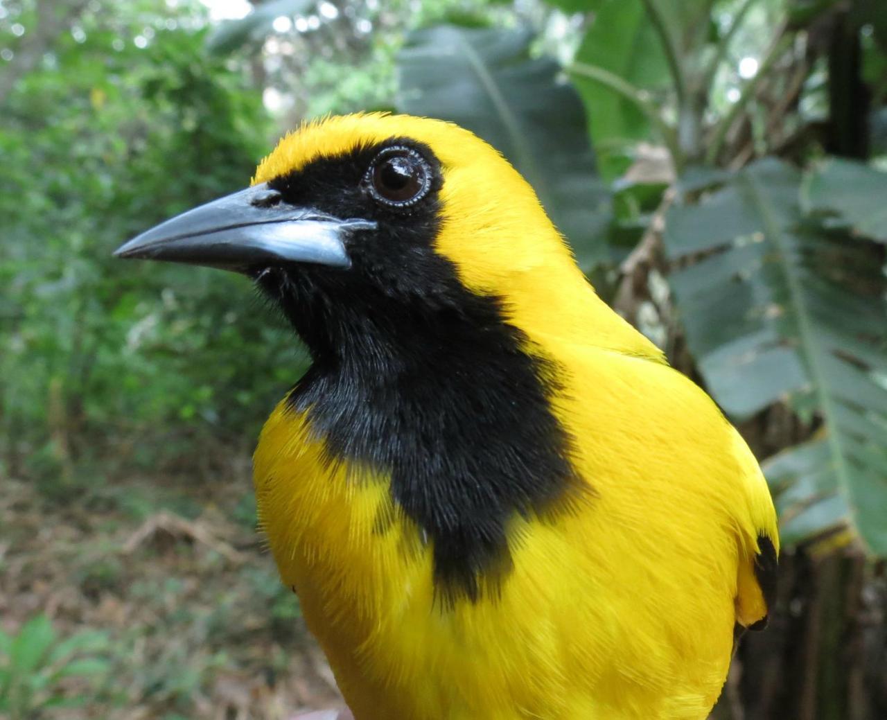 Rumi Wilco Ecolodge&Nature Reserve Vilcabamba Exterior foto